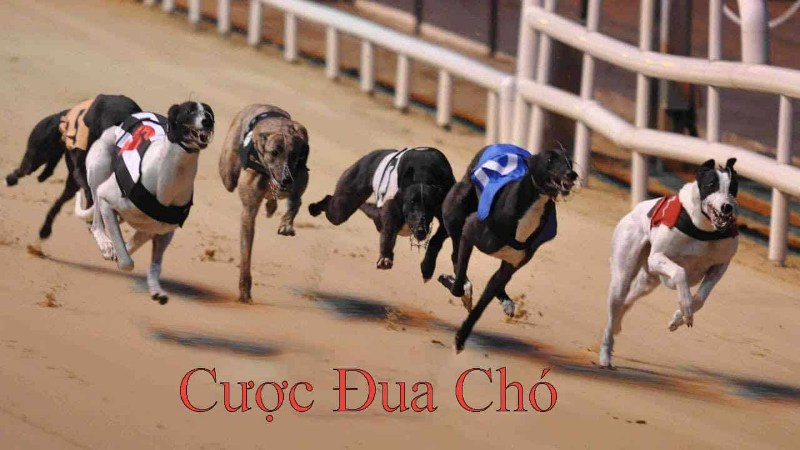 Lưu ý cơ bản khi tham gia cá cược đua chó
